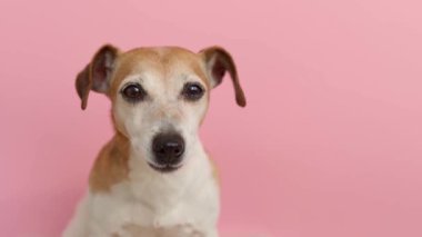 Mutlu yüz köpeği portreyi kapat. Pembe parlak bir geçmişi var. Köpek ağızlığı gevşemiş mutlu gözler. Ofis çalışanı. Gömlek, papyon ve aksesuar giyer. Kıyafet kodu partisi. 