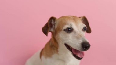 Komik köpek Jack Russell Terrier 'ın hayvan temalı video görüntüleri. Yüz portresini kapat. Kameraya bakıyorum. Sevimli köpeklerin gözleri neşeyle dolup taşıyor. Evcil hayvan temalı mutlu duygular. Jack Russell Teriyer