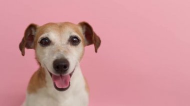 Pembe arka plan. Güzel bir köpek portresi. Gülümseyen mutlu bir ağızlık, kameraya bakıyor. Yumuşak gün ışığı. Video görüntüleri hayvan teması. 