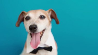 Kravatlı ve beyaz yakalı sevimli zarif köpek portreyi yakından çek. Parlak mavi arka plan. Köpek ağızlığı gevşemiş mutlu gözler. Ofis çalışanı. Gömlek, papyon ve aksesuar giyer. Kıyafet kodu partisi. 