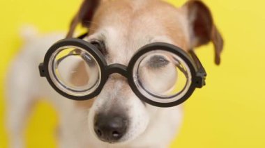 Zeki köpek profesörü inek gözlüğü takıyor. Çalışmaya hazırlanıyorum. Eğitim teması. Video görüntüleri. Yüzeyin derinliği. Komik hayvan teması.  