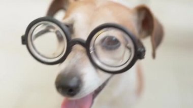Gözlüklü köpek kameraya bakıyor sonra zeki inek, komik köpek portreyi kapatıyor ağzını aç video görüntülerini aç yumuşak gün ışığı odası aydınlık alan derinliği heyecanlı bir gülümseme