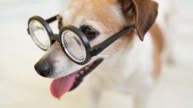 Gözlük takan sevimli bir köpek. Kameraya bakan inek akıllı evcil hayvan portresi. Akıllı inek, komik köpek, portreyi kapat, ağzını aç, video görüntülerini dışarı çıkar. 