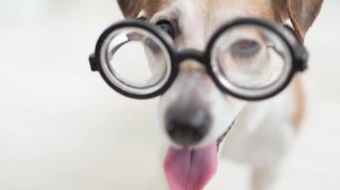Gözlüklü köpek kameraya bakıyor sonra zeki inek, komik köpek portreyi kapatıyor ağzını aç video görüntülerini aç yumuşak gün ışığı odası aydınlık alan derinliği heyecanlı bir gülümseme