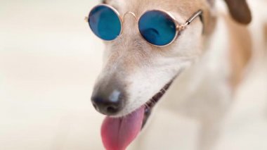 Güneş gözlüklü köpek Jack Russell Terrier. Modaya uygun mavi gözlük takan evcil hayvan ağızlık portresi. Video görüntüleri. Köpek modası. Yüzeyin derinliği şirin yavru köpek aksesuarları. Açık ağızla nefes alıyor.