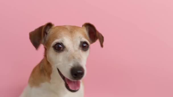 Кумедний Собака Рожевому Фоні Відеозапис Закріпіть Відеопортрет Прекрасні Собаки Мордують — стокове відео