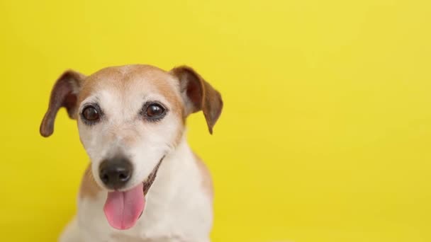 Cão Jack Russell Terrier Fundo Amarelo Feliz Cão Sorrindo Rosto — Vídeo de Stock