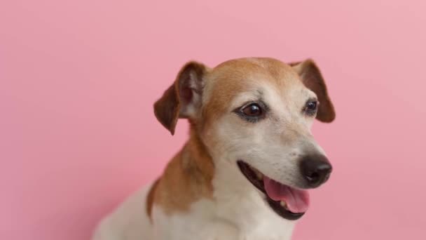 Filmagem Vídeo Tema Animal Com Engraçado Cão Jack Russell Terrier — Vídeo de Stock