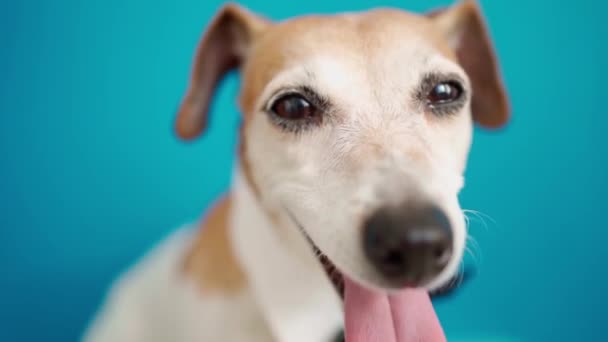 Cão Elegante Com Gravata Colarinho Branco Fechar Retrato Fundo Azul — Vídeo de Stock