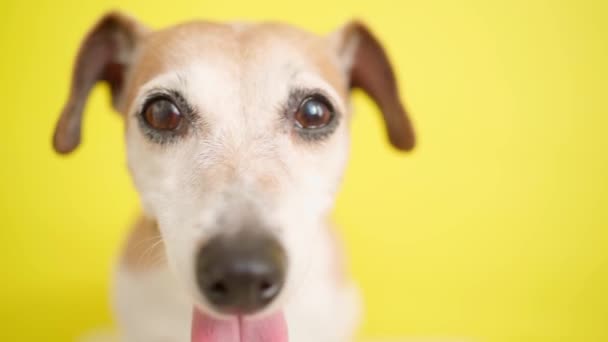 Aktif Şirin Köpek Surat Kameraya Bakıyor Görüntü Portresini Kapat Sevimli — Stok video