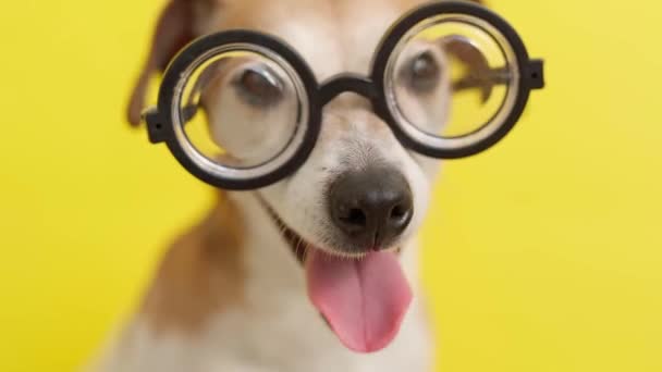 Perro Con Gafas Sobre Fondo Amarillo Lamer Respirar Pesadamente Imágenes — Vídeo de stock