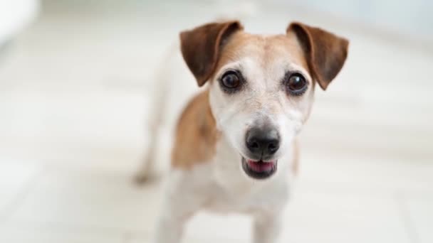 Adorabile Cane Bianco Jack Russell Terrier Guardando Con Impazienza Implorando — Video Stock