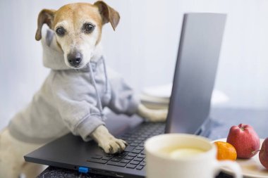 Köpek uzaktan bilgisayarı kullanıyor. Akıllı konsantre köpek çevrimiçi bir proje üzerinde çalışıyor. Bilgisayar kullanarak. Hayvan giysisi ve kapüşonlu. Ev konseptinden bağımsız çalışan biri. Kameraya bakıyorum. Bir fincan çay.