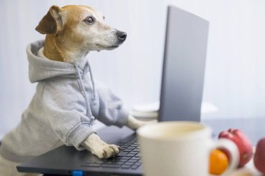 Akıllı konsantre köpek çevrimiçi bir proje üzerinde çalışıyor. Bilgisayar laptopu kullanıyor. Havalı, sportif ve kapüşonlu bir hayvan. Ev konseptinden bağımsız çalışan biri. komik yönetici tasarımcı çalışma konsepti
