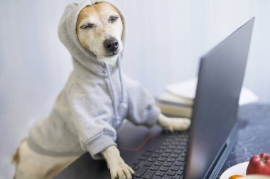 Rahat gülümseyen köpek internette proje üzerinde çalışıyor. Bilgisayar laptopu kullanıyor. Gri rahat kapüşonlu evcil hayvan. Ev konseptinden bağımsız çalışan biri. Kapalı gözler. - Sakin ol. Başarı ile tatmin