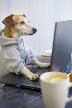 Programmer dog coding with laptop. Working process comfortable at home. Cup of tea. Freelancer work from home during quarantine Social distancing lifestyle. Busy smart ass. Vertical photo. online chat