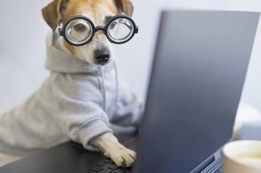 Gözlüklü akıllı köpek bilgisayarla çalışıyor. Sportif şık bir kapüşonlu giyiyor. Sosyal mesafeli yaşam tarzı karantinaya alınırken serbest çalışan biri. Evde kal. Yatay fotoğraf. Komik hayvan teması