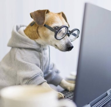 Sevimli köpek bilgisayar ekranına bakıyor. Odaklanmış özenli özenli, titiz, inek işi. Bilgi kafasını karıştırdı. Karantina altındayken serbest çalışan işçiler yoğun bir şekilde çalışıyor. kare