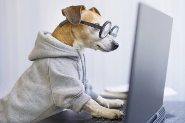 Akıllı köpek dizüstü bilgisayarda klavyede daktilo kullanıyor. Tasarımcı, uzaktan kumandalı evcil hayvan kıyafetlerinden gri kazak giyiyor. Sosyal mesafeli yaşam tarzını karantinaya alın. ekrana bakıyorum.