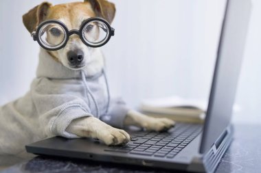 Gözlüklü sevimli köpek bilgisayarla çalışıyor. Sportif şık bir kapüşonlu giyiyor. Sosyal mesafeli yaşam tarzı karantinaya alınırken serbest çalışan biri. Evde kal. Yatay bileşim