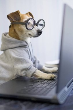 Akıllı köpek bilgisayar kullanıyor. Gri kazaklı komik bir hayvan ve dizüstü bilgisayarda yazan inek gözlükleri. Evden çalışan serbest çalışan bir hayat tarzı. Sosyal mesafeyi karantinaya alın. Dikey fotoğraf. Çok çalışıyorum.