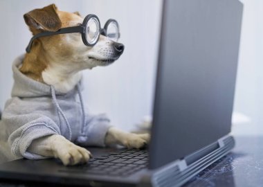 Rahat gülümseyen köpek internette proje üzerinde çalışıyor. Bilgisayar laptopu kullanıyor. Gri rahat kapüşonlu evcil hayvan. Ev konseptinden bağımsız çalışan biri. Kapalı gözler. - Sakin ol. Başarı ile tatmin