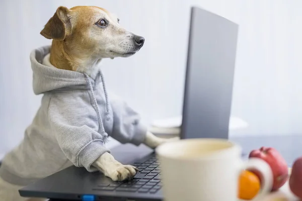 Cão Concentrado Inteligente Está Trabalhando Projeto Online Usando Laptop Computador — Fotografia de Stock