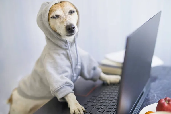 リラックスした笑顔の犬は オンラインでプロジェクトに取り組んでいます コンピュータのラップトップを使用して グレーの快適なパーカーを着たペット フリーランスはホームコンセプトから働く 目を閉じて 楽にしてくれ 成功に満足し — ストック写真