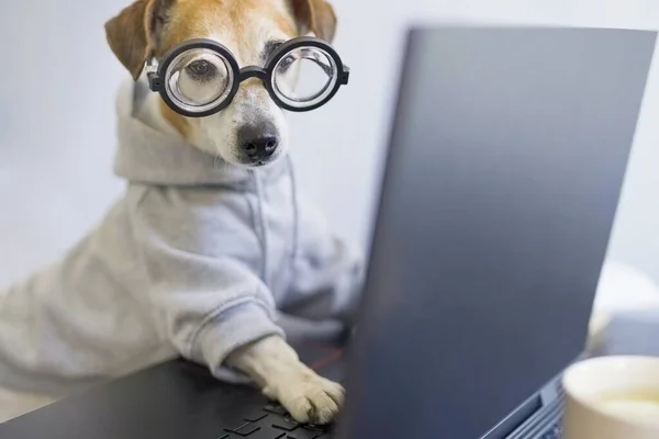 Smart Dog Glasses Working Computer Wearing Sporty Stylish Hoodie Freelancer — Stock Photo, Image