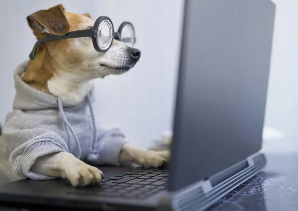 Relaxed Smiling Dog Working Project Online Using Computer Laptop Pet — Stock Photo, Image