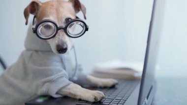 Gözlüklü sevimli köpek bilgisayarla çalışıyor. Sportif şık bir kapüşonlu giyiyor. Sosyal mesafeli yaşam tarzı karantinaya alınırken serbest çalışan biri. Evde kal. video görüntüleri