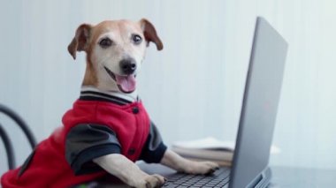 Kırmızı kazaklı mutlu köpek bilgisayarla kameraya bakıyor. Evde serbest çalışan konsepti. Video görüntüleri. Sevimli Jack Russell Terrier, güler yüzlü. Hayvan kıyafetleri. Giyinik köpek.