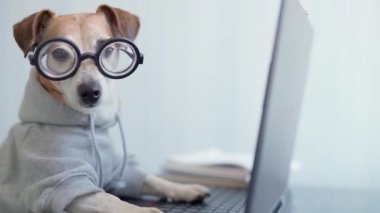Akıllı köpek bilgisayar kullanıyor. Gri kazaklı komik bir hayvan ve dizüstü bilgisayarda yazan inek gözlükleri. Evden çalışan serbest çalışan bir hayat tarzı. Sosyal mesafeyi karantinaya alın. Dikey video görüntüleri