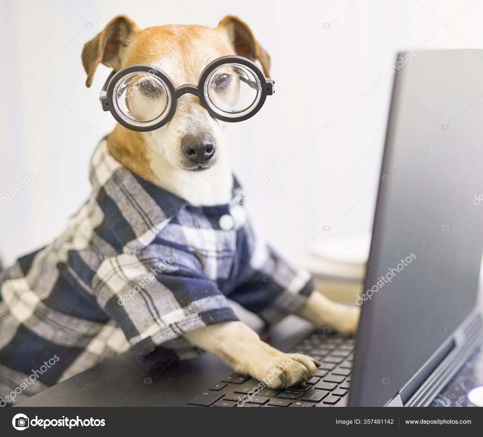 Serious Professional Programmer Dog Working Project Online Using ...
