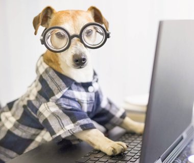 Ciddi profesyonel programcı köpek çevrimiçi proje üzerinde çalışıyor. Bilgisayar laptopu kullanıyor. Gözlüklü ve mavi gömlekli evcil hayvan. Karantina süresince evden bağımsız çalışma sosyal uzaklık yaşam tarzı. 