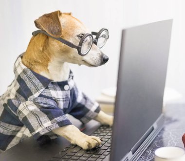 Evden internetteki bilgisayarın başında çalışan serbest çalışan biri. Laptop kullanan komik akıllı köpek. Mavi elbiseler ve inek gözlükleri vardı. Özenli konsantre çalışma. Karantina Sosyal Mesafe Yaşam Tarzı. 