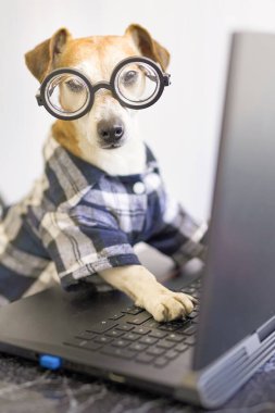 Sevimli köpek internette proje üzerinde çalışıyor. Bilgisayar laptopu kullanıyor. Modaya uygun mavi elbiseler ve gözlük takan evcil hayvanlar. Ev konseptinden bağımsız çalışan biri. komik yönetici tasarımcı çalışma konsepti