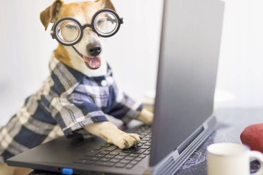 Bilgisayar kullanan serbest çalışan bir köpek. Mavi gömlekli komik hayvan ve kameraya bakıp gülümseyen inek. Karantina yaşam tarzı evden çalışıyor. Sosyal mesafeyi karantinaya alın. Yatay fotoğraf. Çok çalışıyorum.