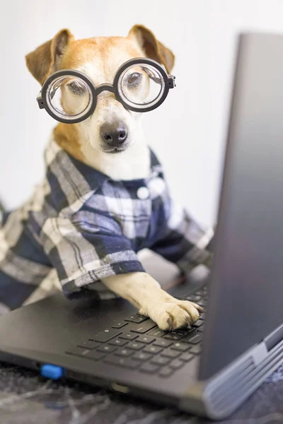 Cão Adorável Está Trabalhando Projeto Online Usando Laptop Computador Pet — Fotografia de Stock