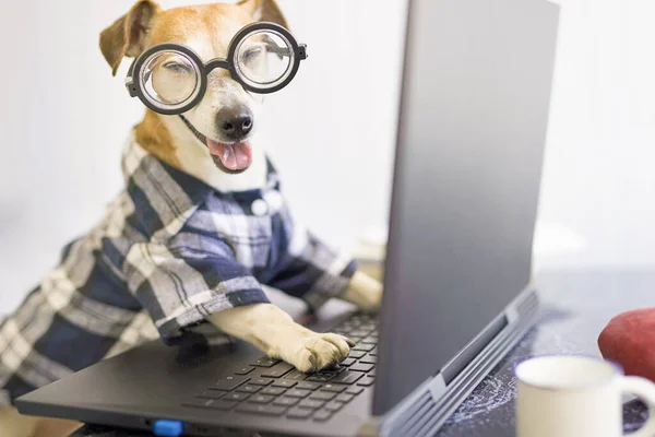 freelancer dog using computer. Funny pet in blue shirt and nerd looking at camera and smiling. quarantine lifestyle working from home. quarantine Social distancing. Horizontal photo. working hard