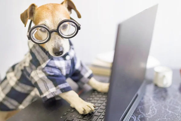 Adorable dog is working on project online. Using computer laptop. Pet wearing stylish blue clothes and glasses. Freelancer work from home concept. funny manager designer programmer work concept