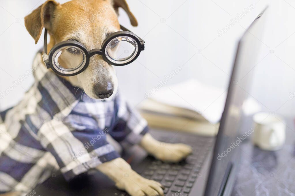 Adorable dog is working on project online. Using computer laptop. Pet wearing stylish blue clothes and glasses. Freelancer work from home concept. funny manager designer programmer work concept