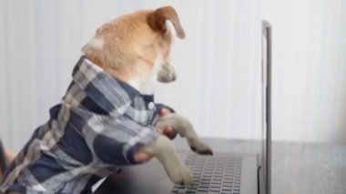 Akıllı komik köpek dizüstü bilgisayarda klavyede daktilo kullanıyor. Evden çalışıyorum. Bağımsız yaşam tarzı. Evde kal. Bilgisayar kullanan komik bir hayvan. Karantina tecrit