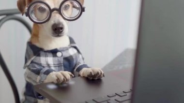 Köpek bilgisayar ekranına bakıyor. Evden çalışan serbest çalışan biri. Dizüstü bilgisayardan film izliyorum. Video görüntüleri. Evde kal. Karantina süresince evden bağımsız çalışma sosyal uzaklık yaşam tarzı.