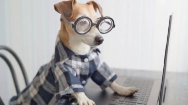 Köpek bilgisayar ekranına bakıyor. Evden çalışan serbest çalışan biri. Dizüstü bilgisayardan film izliyorum. Video görüntüleri. Evde kal. Karantina süresince evden bağımsız çalışma sosyal uzaklık yaşam tarzı.