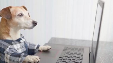 Köpek bilgisayar ekranına bakıyor. Evden çalışan serbest çalışan biri. Dizüstü bilgisayardan film izliyorum. Video görüntüleri. Evde kal. Karantina süresince evden bağımsız çalışma sosyal uzaklık yaşam tarzı.