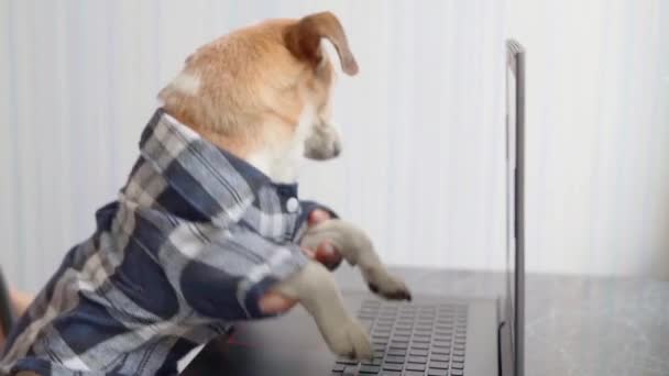 Perro Divertido Inteligente Escribiendo Teclado Del Ordenador Portátil Trabajar Desde — Vídeo de stock