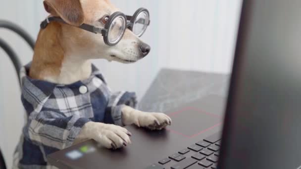 Smart Dog Using Computer Funny Pet Nerd Glasses Typing Laptop — Stock Video  © Flydragonfly #357481658