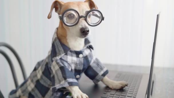 幸せな探しカメラ犬はオンラインでプロジェクトに取り組んでいます コンピュータのラップトップを使用して 眼鏡と青のシャツを着たペット フリーランスは 社会的距離生活の中で自宅から隔離された仕事 ビデオ映像 — ストック動画