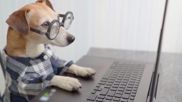 フリーランスの空腹の犬は コンピュータの画面となめるを探している 青いシャツとオタクの面白いペット ビデオ映像だ 家庭で働く隔離生活 隔離社会的距離 — ストック動画